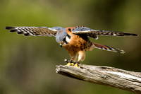 250302-Charleston-Wildlife-Photographer-0004