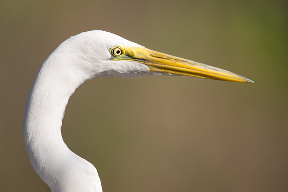 230302-Charleston-Wildlife-Photographer-0018