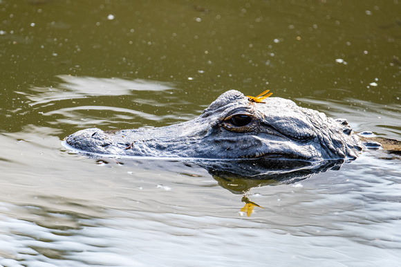 230302-Charleston-Wildlife-Photographer-0003