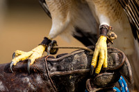 250302-Charleston-Wildlife-Photographer-0009