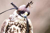 201101-Charleston-Wildlife-Photographer-Center-for-Birds-of-Prey-0005