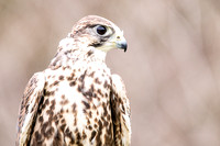 201101-Charleston-Wildlife-Photographer-Center-for-Birds-of-Prey-0006
