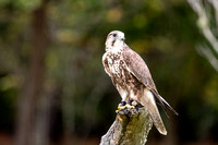 201101-Charleston-Wildlife-Photographer-Center-for-Birds-of-Prey-0008
