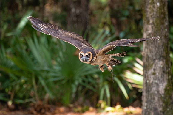 201101-Charleston-Wildlife-Photographer-Center-for-Birds-of-Prey-0114