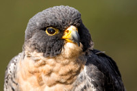 250302-Charleston-Wildlife-Photographer-0020