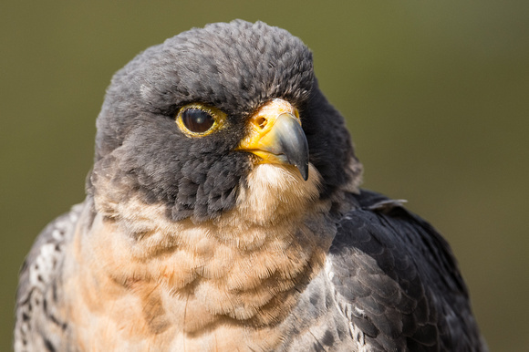 250302-Charleston-Wildlife-Photographer-0020