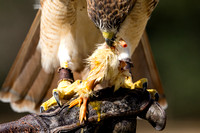 250302-Charleston-Wildlife-Photographer-0017