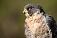 250302-Charleston-Wildlife-Photographer-0019