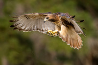 250302-Charleston-Wildlife-Photographer-0014
