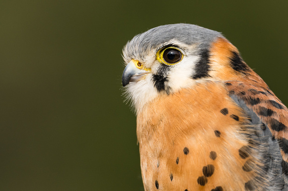 250302-Charleston-Wildlife-Photographer-0006